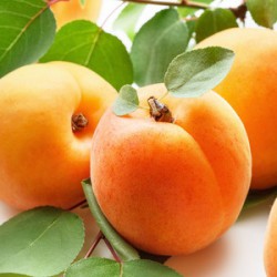 Apricots