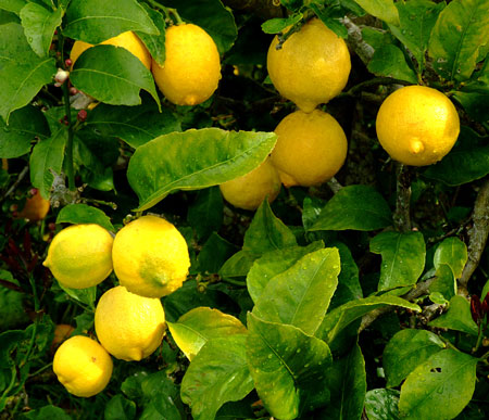 Lemons