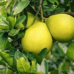 Pomelo